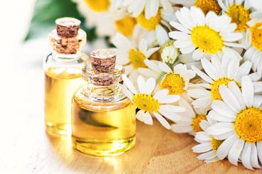 Chamomile Extracts oil factory