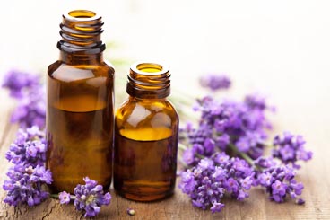 Lavender Extracts oil factory