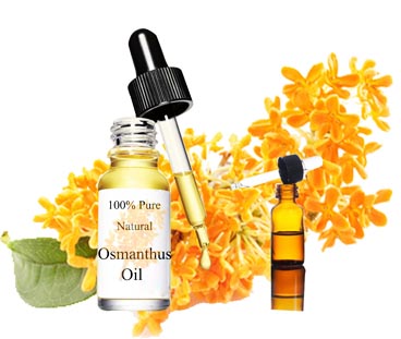 Osmanthus Extracts oil factory