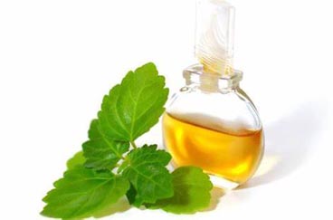 Patchouli Extracts oil factory