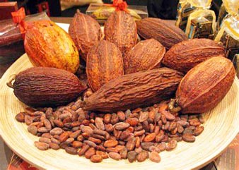 Kakao bönor Tillverkare