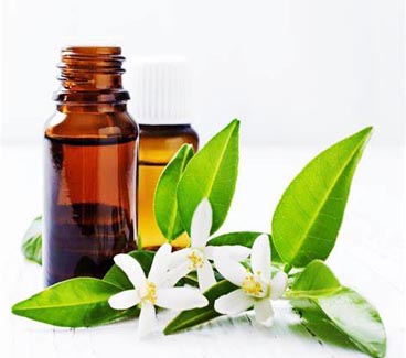 Neroli Extrai a fábrica do óleo